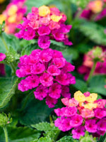 top view of Lantana Dwarf Raspberry live houseplant from Divine Roots