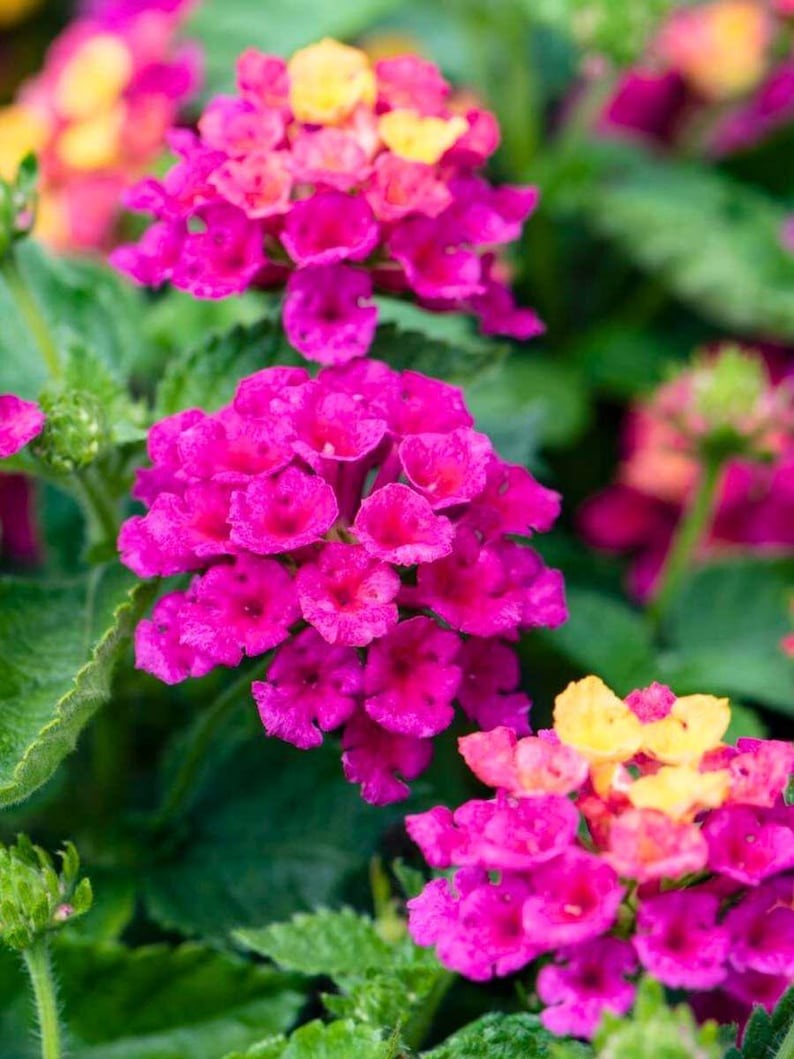 top view of Lantana Dwarf Raspberry live houseplant from Divine Roots