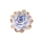 Echeveria lilacina live plant from Divine Roots — main product photo