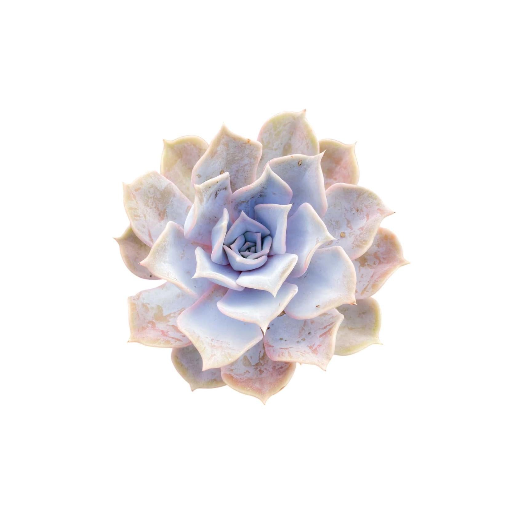 Echeveria lilacina live plant from Divine Roots — main product photo