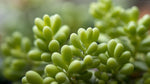potted Sedum Rupestre Lemon Ball live succulent from Divine Roots