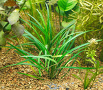 side profile of Mondo Grass (Ophiogon Japonica) live houseplant from Divine Roots