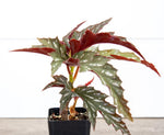 growth pattern of Angel Wing Begonia Sophia live Begonia from Divine Roots