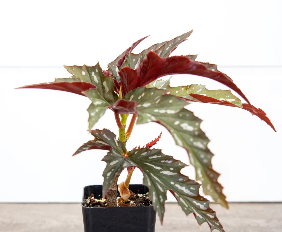 growth pattern of Angel Wing Begonia Sophia live Begonia from Divine Roots