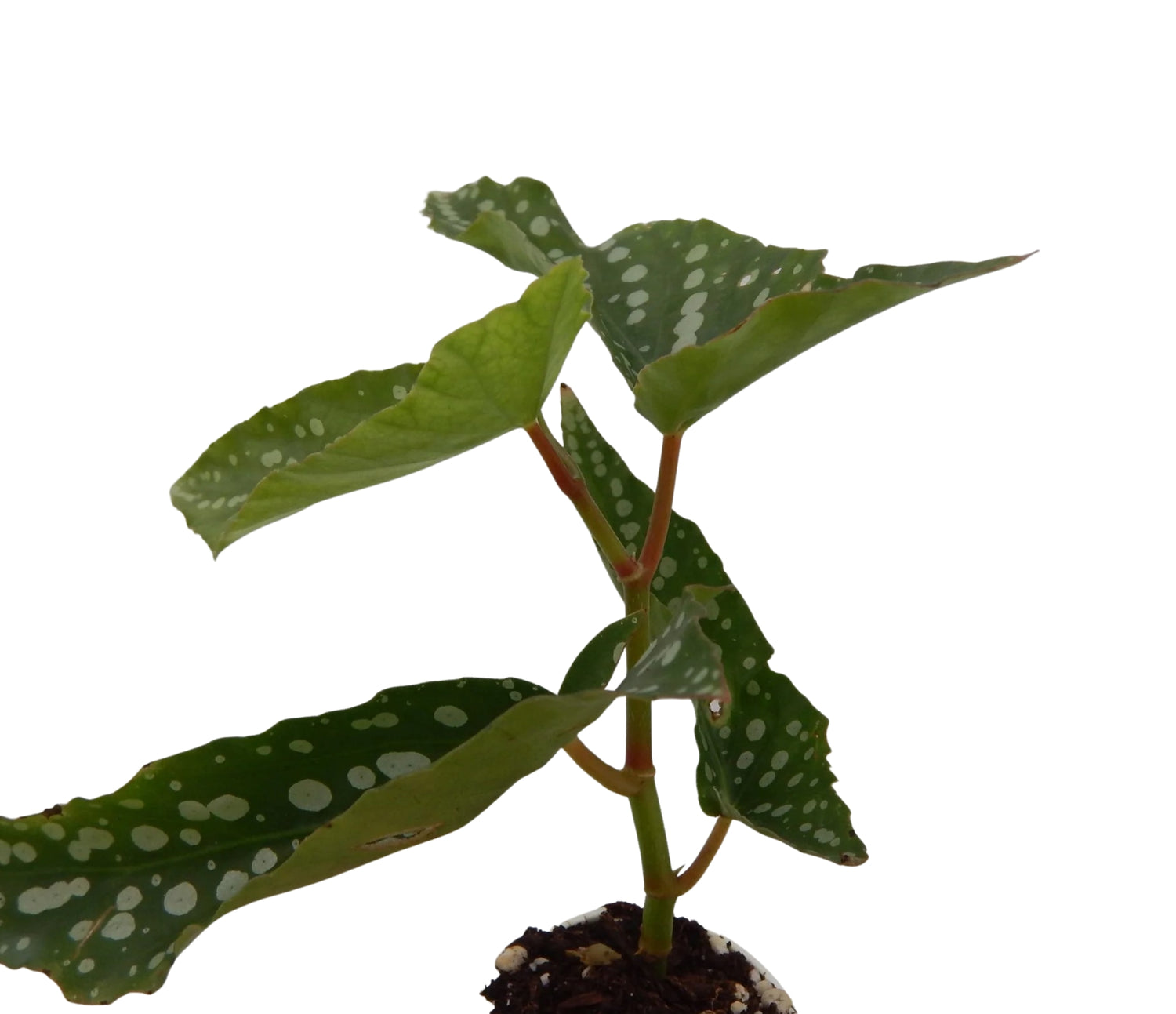 Angel Wing Begonia My Special Angel Rooted Starter Plant