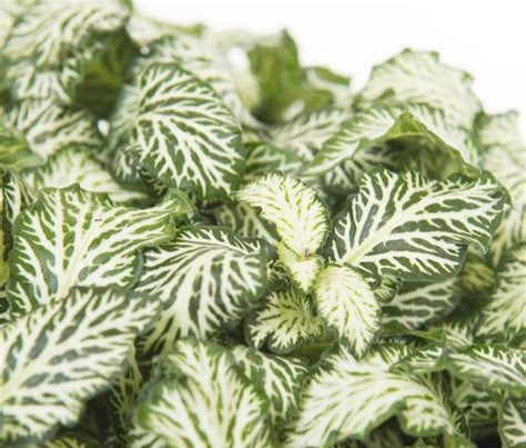 close-up detail of Fittonia White Tiger Rooted Starter Plant live houseplant from Divine Roots