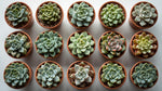 detail shot of Echeveria Succulent Plant Pack live succulent from Divine Roots