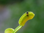top view of Venus Fly Trap w/Dome (Dionaea muscipula ‘Dente’) 3″ Pot decorative planter from Divine Roots