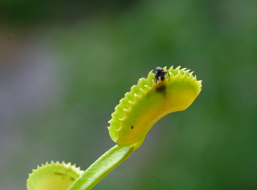 top view of Venus Fly Trap w/Dome (Dionaea muscipula ‘Dente’) 3″ Pot decorative planter from Divine Roots