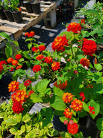 mature specimen of Dallas Red Lantana live houseplant from Divine Roots