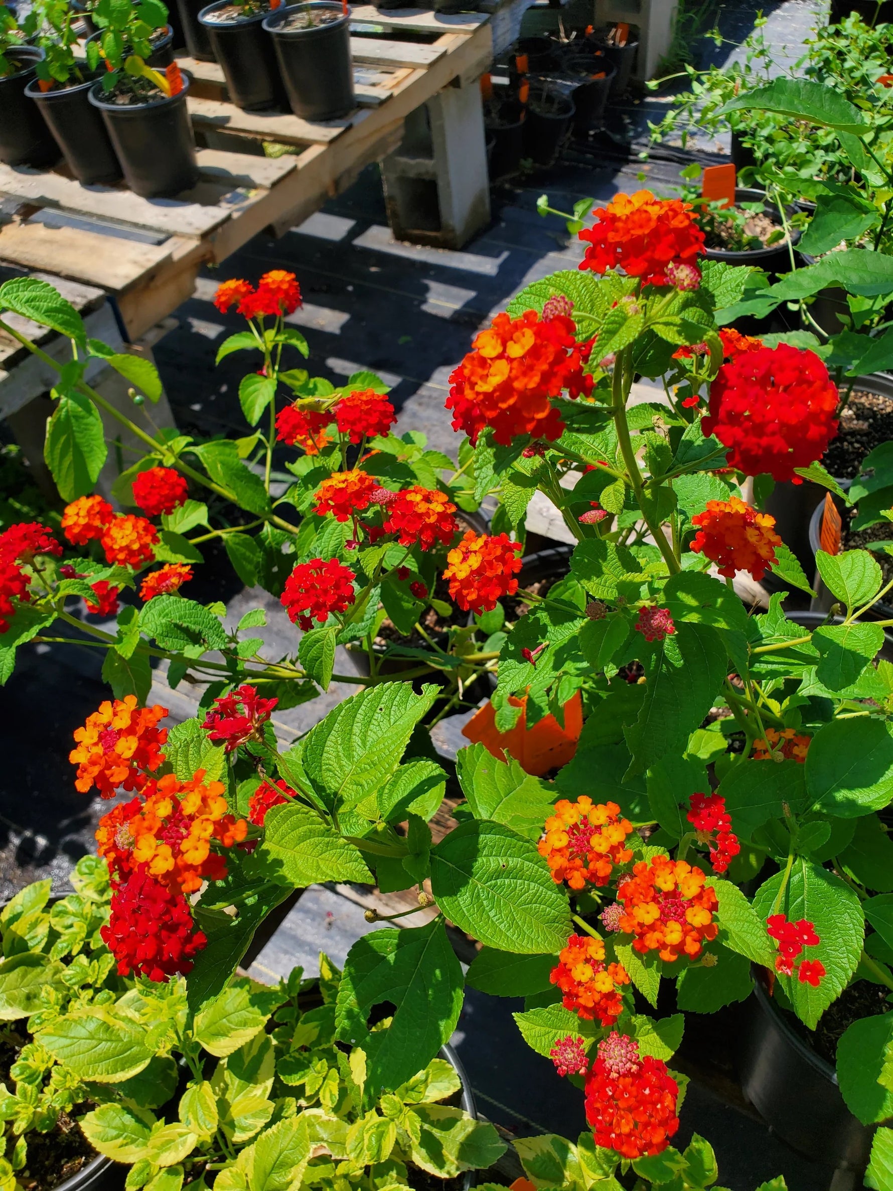 mature specimen of Dallas Red Lantana live houseplant from Divine Roots