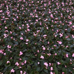 mature specimen of Begonia Double Lady Francis Pink live Begonia from Divine Roots