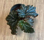 size reference for Angel Wing Begonia Miss Mummy Rooted Starter Plant live Begonia from Divine Roots