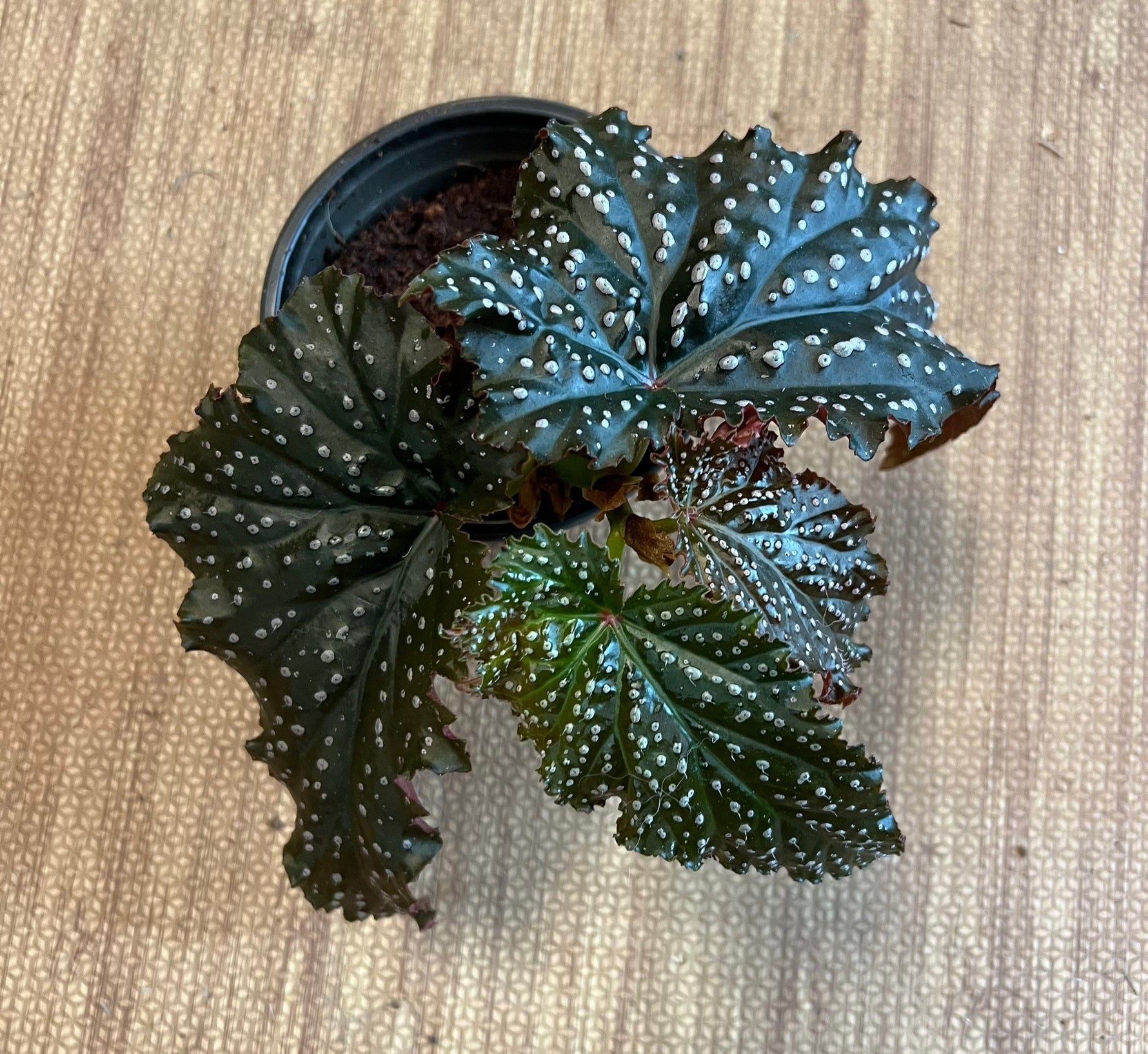 size reference for Angel Wing Begonia Miss Mummy Rooted Starter Plant live Begonia from Divine Roots