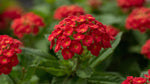 top view of Lantana Florida Red (Rooted Starter Plant) live houseplant from Divine Roots