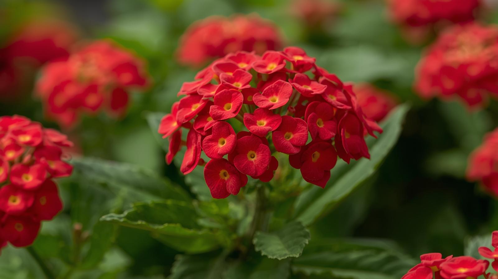 top view of Lantana Florida Red (Rooted Starter Plant) live houseplant from Divine Roots
