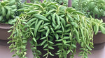 growth pattern of Senecio Radieans String Of Bananas Rooted Starter Plant live succulent from Divine Roots