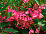 growth pattern of Angel Wing Begonia Sunbrite Pink live Begonia from Divine Roots