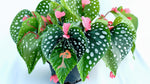 full view of Angel Wing Begonia My Special Angel live Begonia from Divine Roots