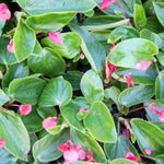 Angel Wing Begonia Sunbrite Pink Rooted Starter Plant live Begonia from Divine Roots