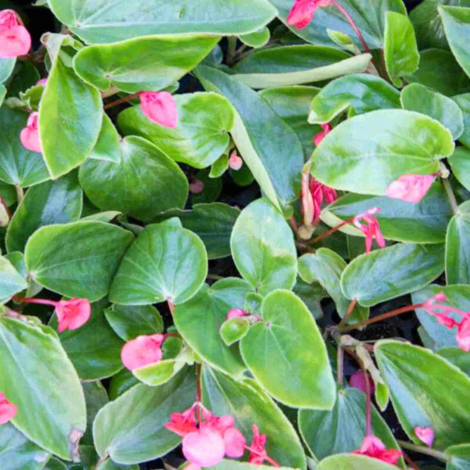 Angel Wing Begonia Sunbrite Pink Rooted Starter Plant