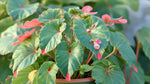 close-up detail of Angel Wing Begonia Richmondensis Pink live Begonia from Divine Roots