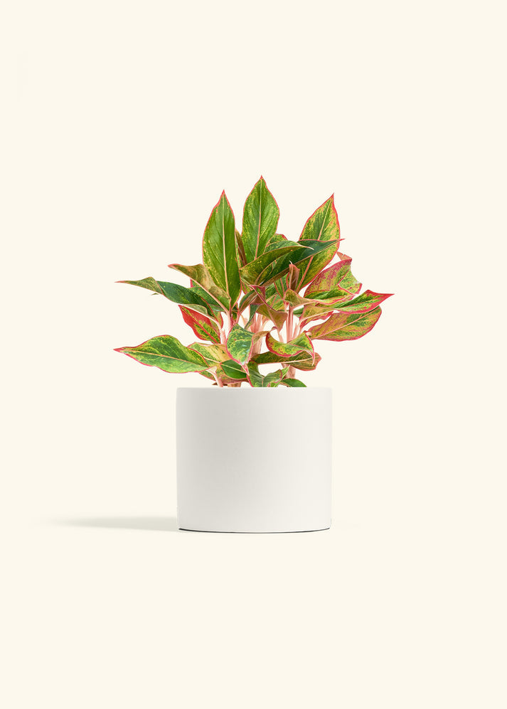 side profile of Aglaonema Red Vein live Aglaonema from Divine Roots