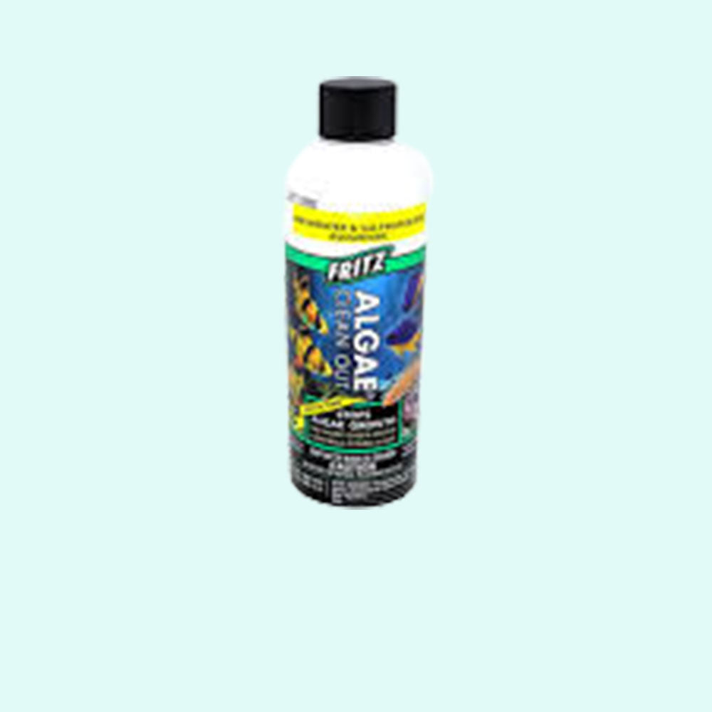 top view of Fritz Algae Clean Out Parent (8 oz) live houseplant from Divine Roots
