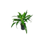 close-up detail of Janet Craig Pineapple Plant Dracaena Compacta live Dracaena from Divine Roots