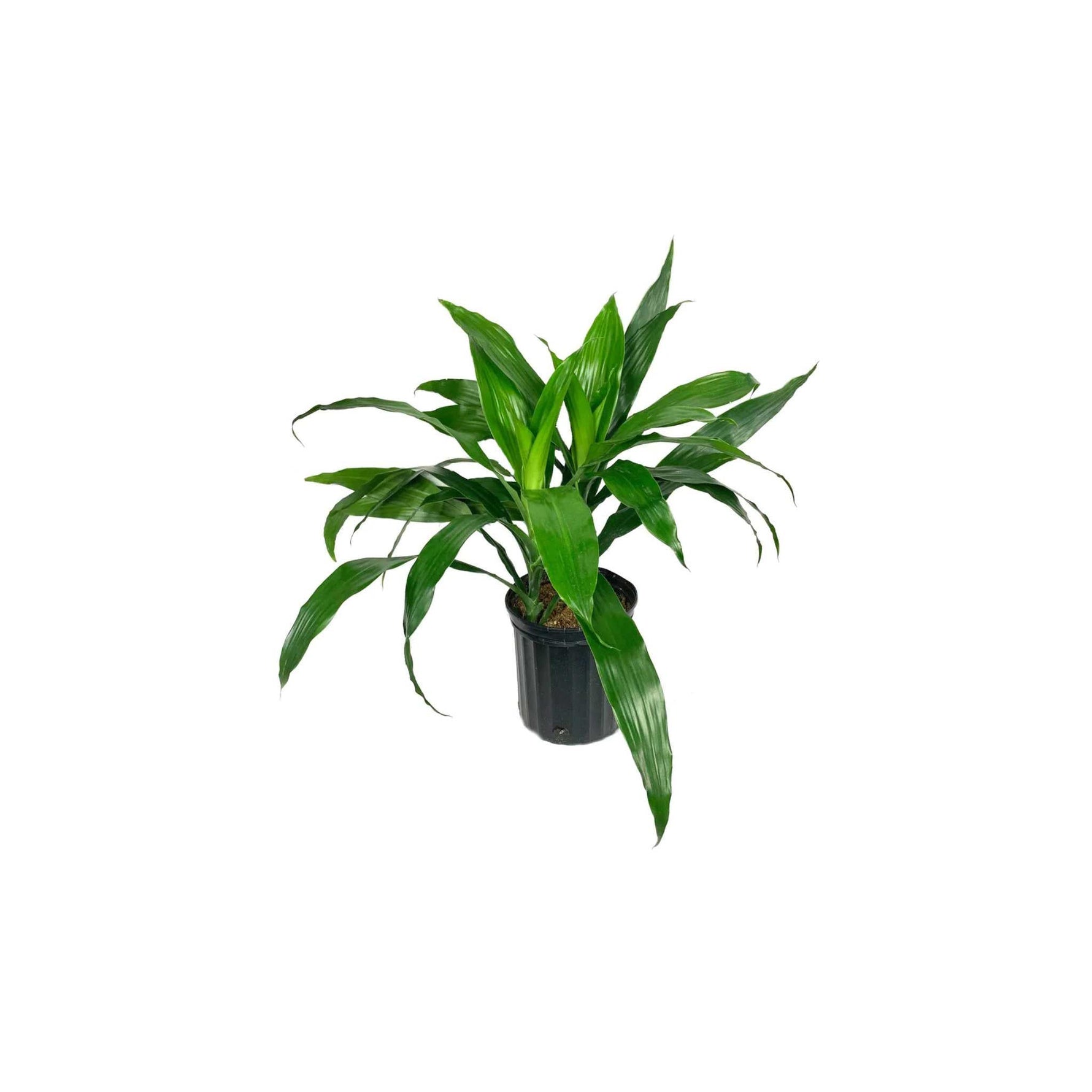 close-up detail of Janet Craig Pineapple Plant Dracaena Compacta live Dracaena from Divine Roots