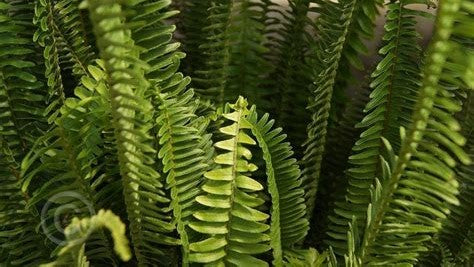 growth pattern of Emerald Queen Australian Sword Fern Rooted Starter Plant live fern from Divine Roots