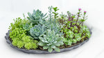 detail shot of Succulents Trailing Assortment Rooted Starter Plant live succulent from Divine Roots
