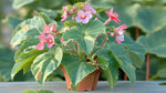 size reference for Angel Wing Begonia Richmondensis Pink Rooted Starter Plant live Begonia from Divine Roots