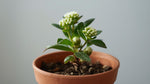 mature specimen of Lantana Upright White (Rooted Starter Plant) live houseplant from Divine Roots