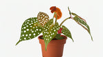 full view of Angel Wing Begonia Maculata live Begonia from Divine Roots