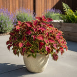 detail shot of Coleus Smallwood Driveway live houseplant from Divine Roots