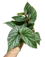 growth pattern of Angel Wing Begonia Frosty Rooted Starter Plant live Begonia from Divine Roots