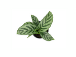 top view of Calathea Freddie live prayer plant from Divine Roots
