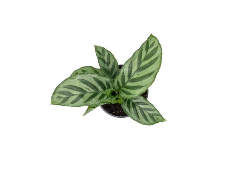 top view of Calathea Freddie live prayer plant from Divine Roots