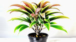 new growth on Cordyline Coffee Compacta 6" White Eco Pot decorative planter from Divine Roots