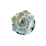 Echeveria Lola Rooted Starter Plant live succulent from Divine Roots