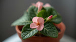 full view of Begonia Double Lady Francis Pink live Begonia from Divine Roots