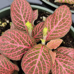 close-up detail of Fittonia Verschaffeltii Pink Rooted Starter Plant live houseplant from Divine Roots
