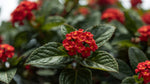 potted Lantana Florida Red (Rooted Starter Plant) live houseplant from Divine Roots