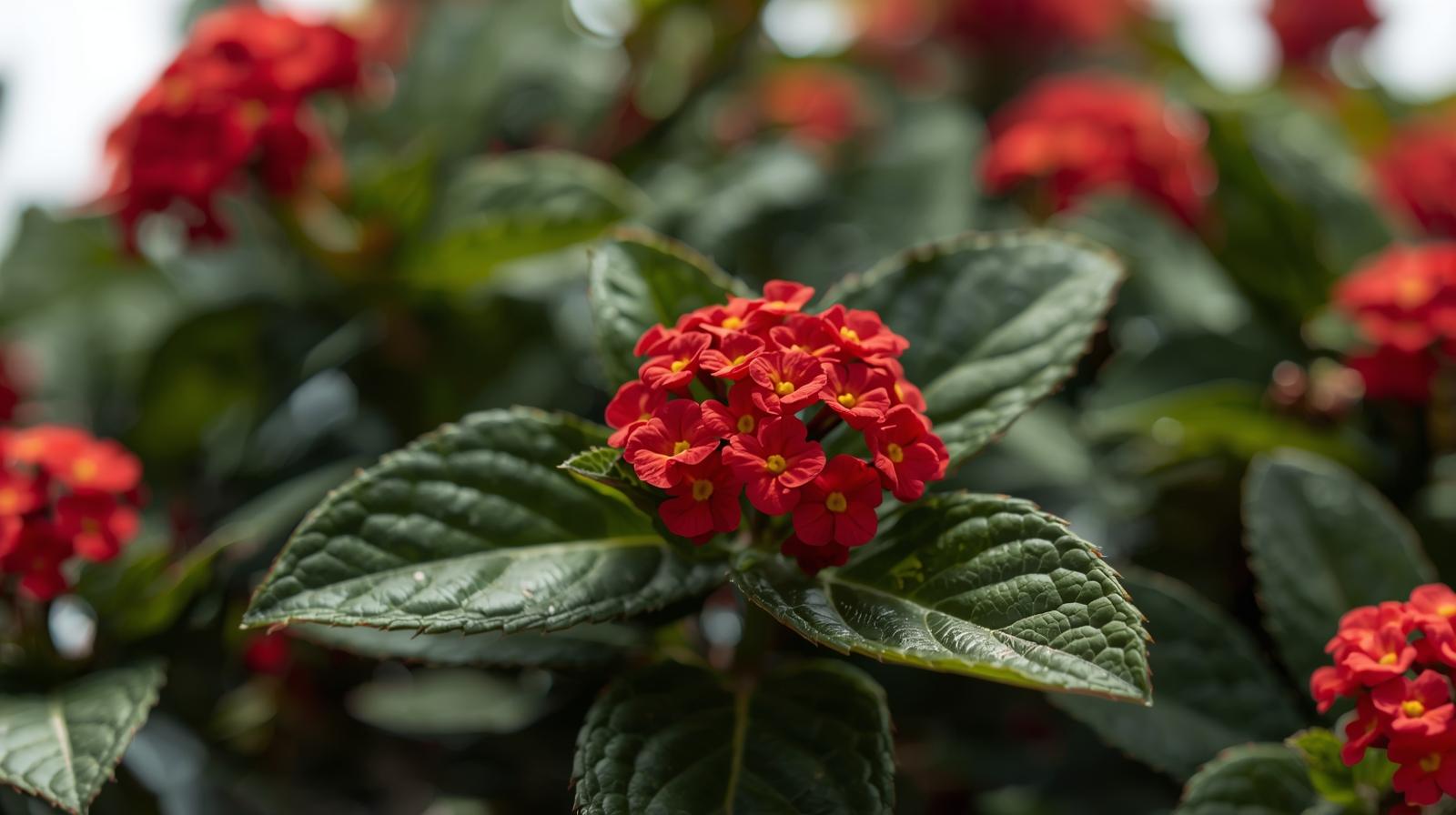 potted Lantana Florida Red (Rooted Starter Plant) live houseplant from Divine Roots