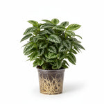 full view of Pilea Cadierei Aluminum Plant live Pilea from Divine Roots