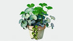size reference for Plectranthus Swedish Ivy Assorted Rooted Starter Plant live trailing plant from Divine Roots