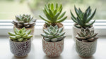 leaf detail of Pet Friendly Succulent Pack live succulent from Divine Roots