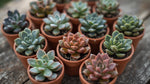 top view of Rosette Shaped Succulent Pack live succulent from Divine Roots