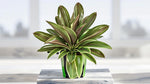 leaf detail of Cordyline Coffee Compacta live palm from Divine Roots